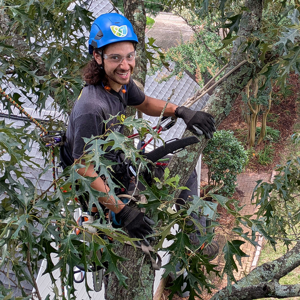 Beautiful blue skies + getting to spend the day way up in a canopy = joy.