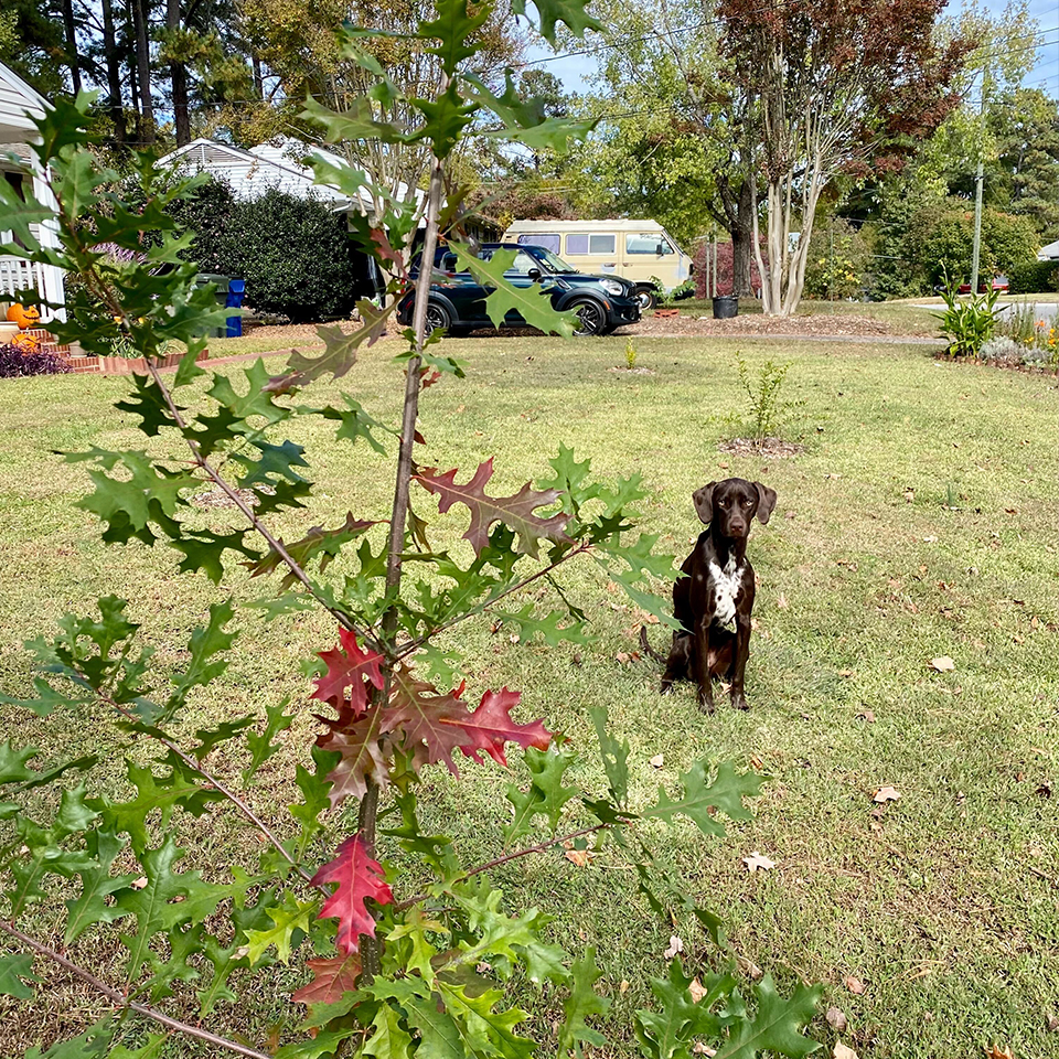 And another Project Pando sapling is being inspected by one of our supervisors. It passed the test with flying colors.