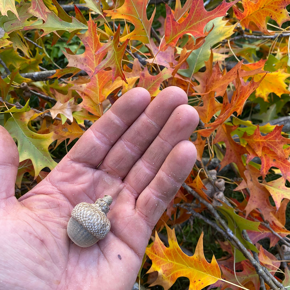 We also get to see the smallest signs of change from the ground. Fall is also when we collect a majority of the seeds for Project Pando.