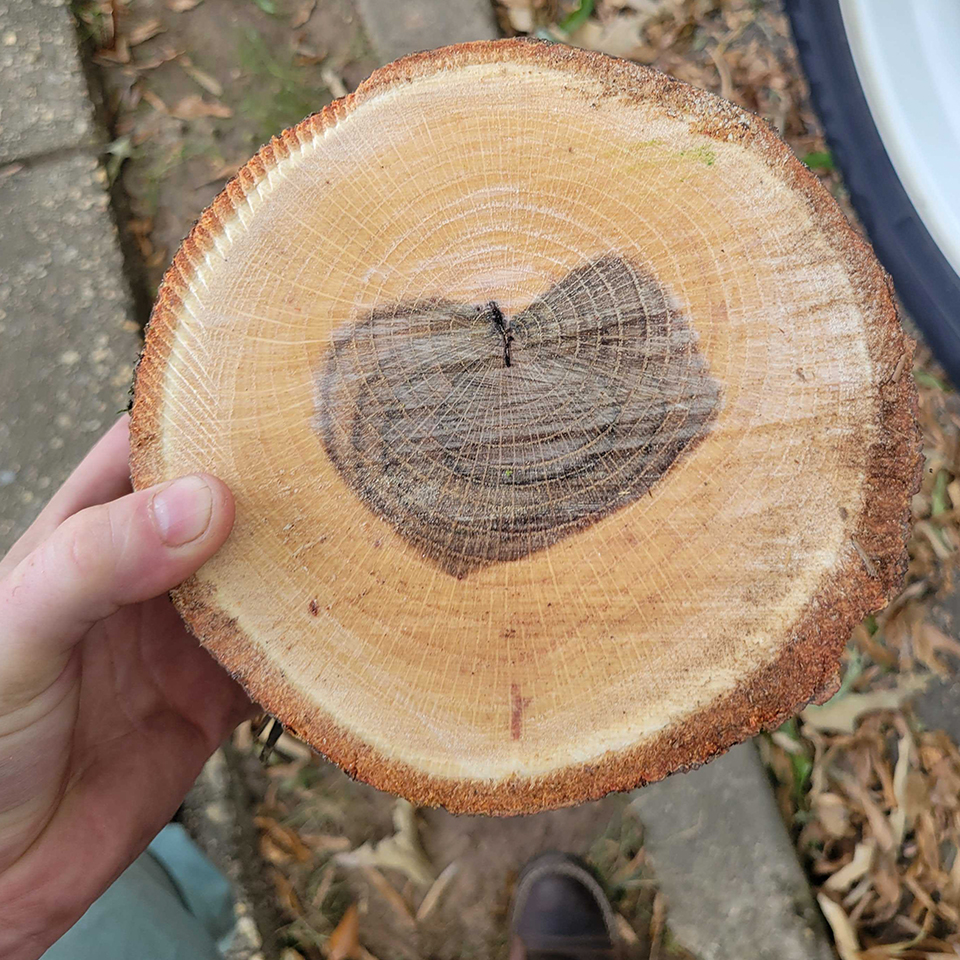 Trees sometimes hide love notes in their branches.