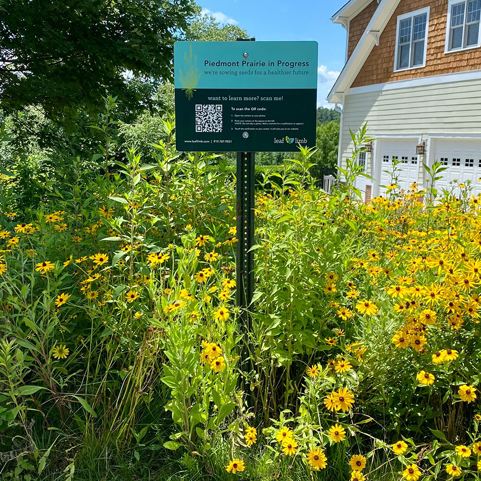 Several of our Piedmont Prairies reached their third growing season and were bursting with life!
