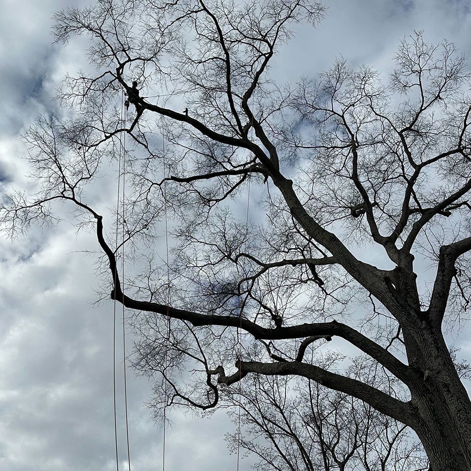 Winter meant lots of planting and lots of structural pruning.